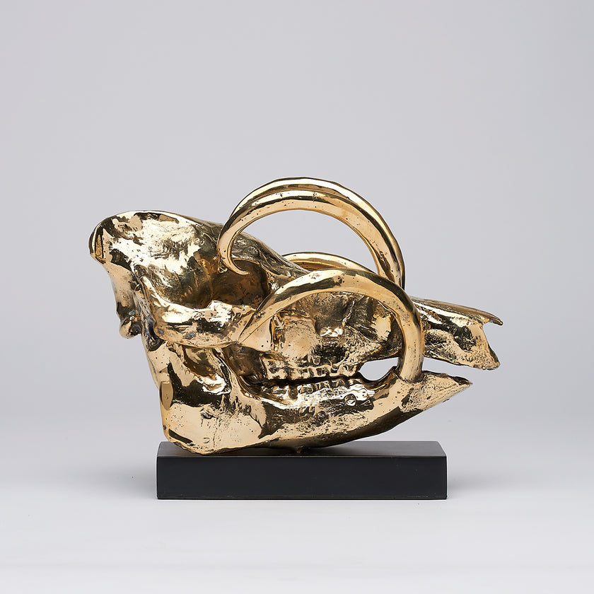 Babirusa Skull Polished Bronze