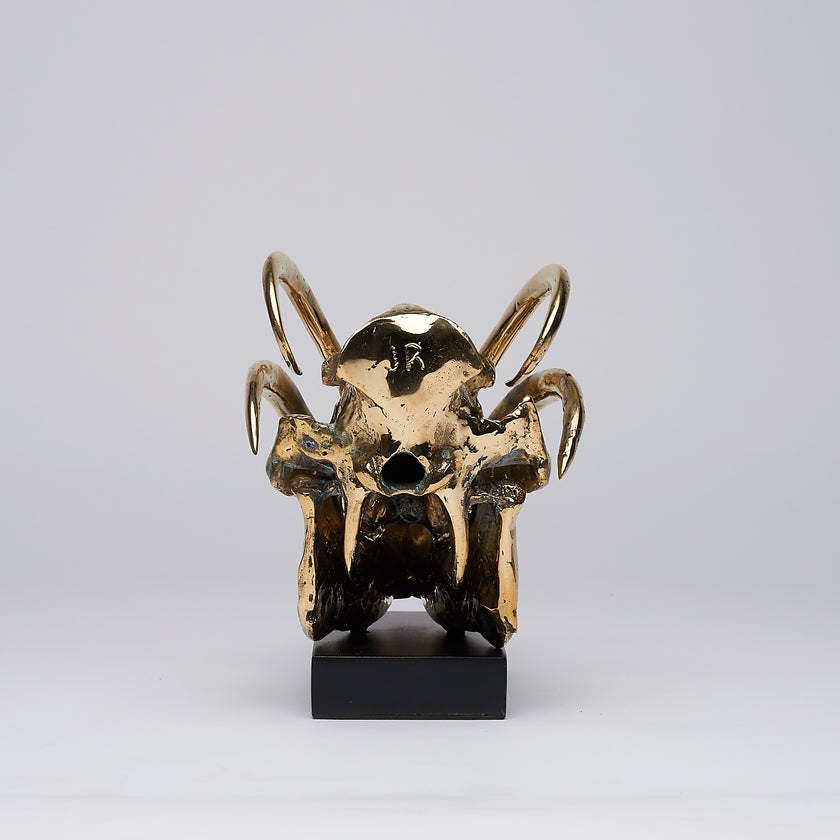 Babirusa Skull Polished Bronze