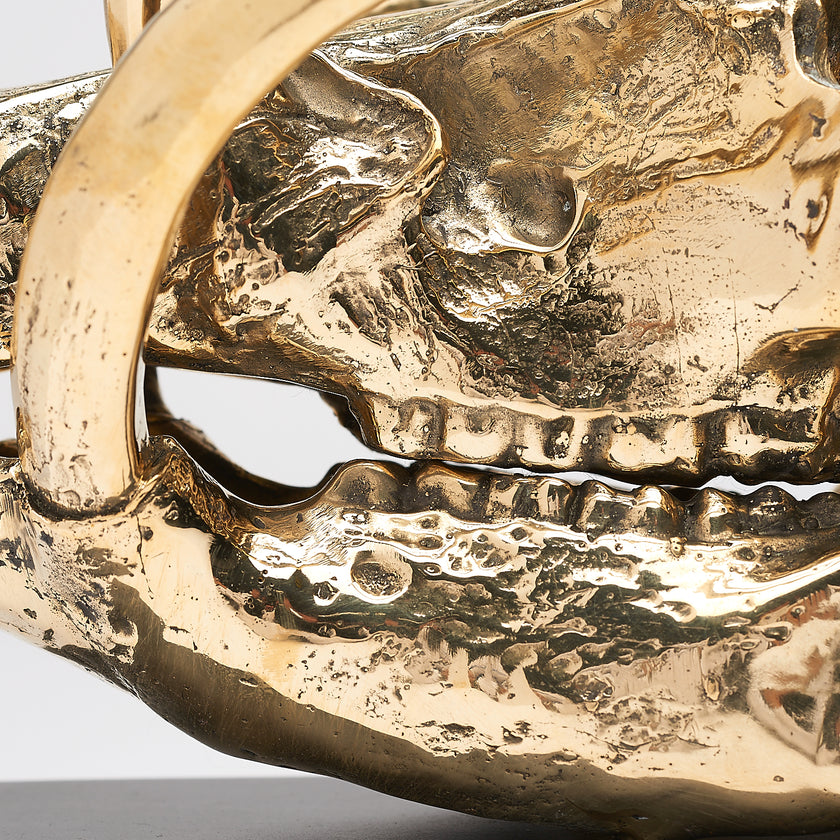 Babirusa Skull Polished Bronze