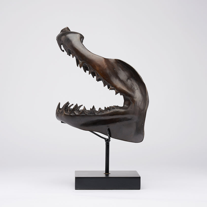 Shark Mako Jaw Brown