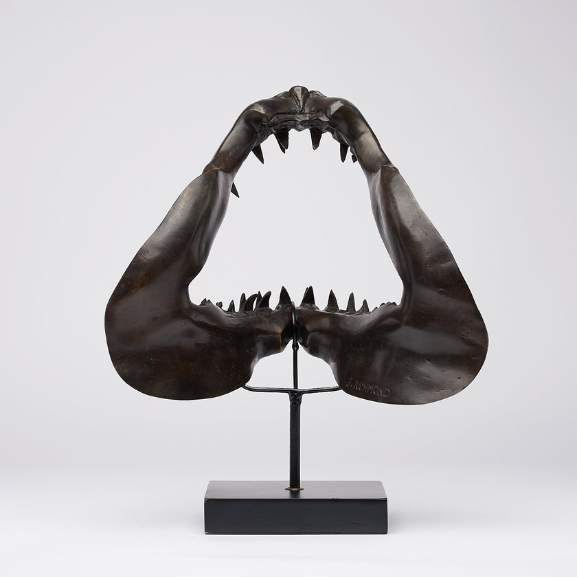 Shark Mako Jaw Brown