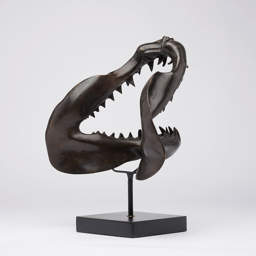 Shark Mako Jaw Brown