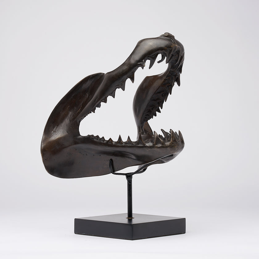 Shark Mako Jaw Brown