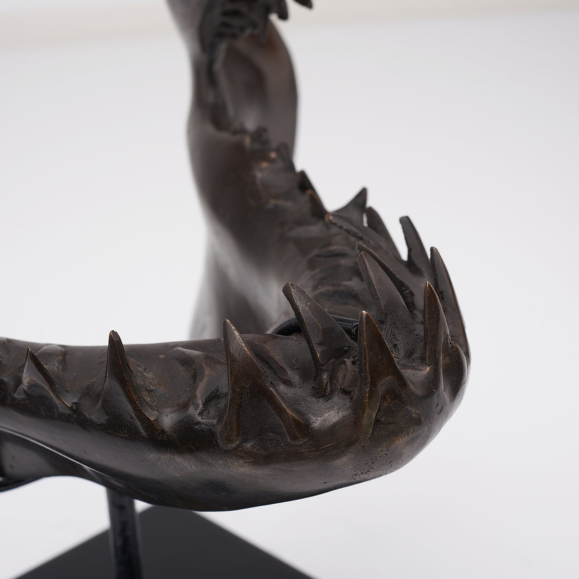 Shark Mako Jaw Brown