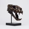 Tiger Skull Sumatran Brown on a Stand