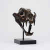 Tiger Skull Sumatran Brown on a Stand