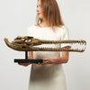 Gharial Skull Polished 70 cm - Extra Large