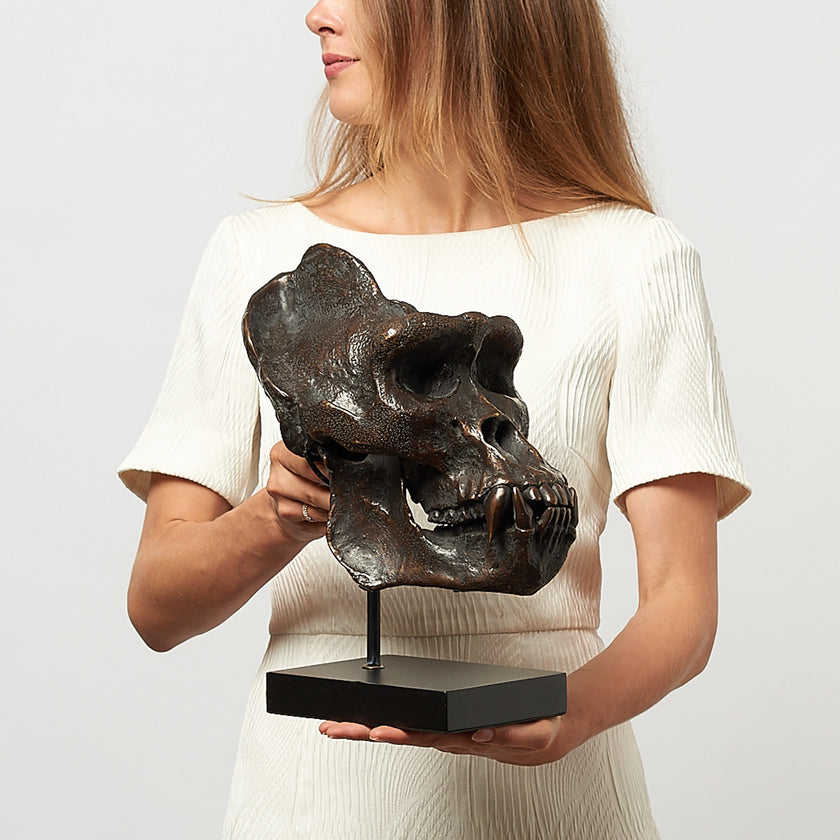 Gorilla Skull Western Lowland Brown on a Stand