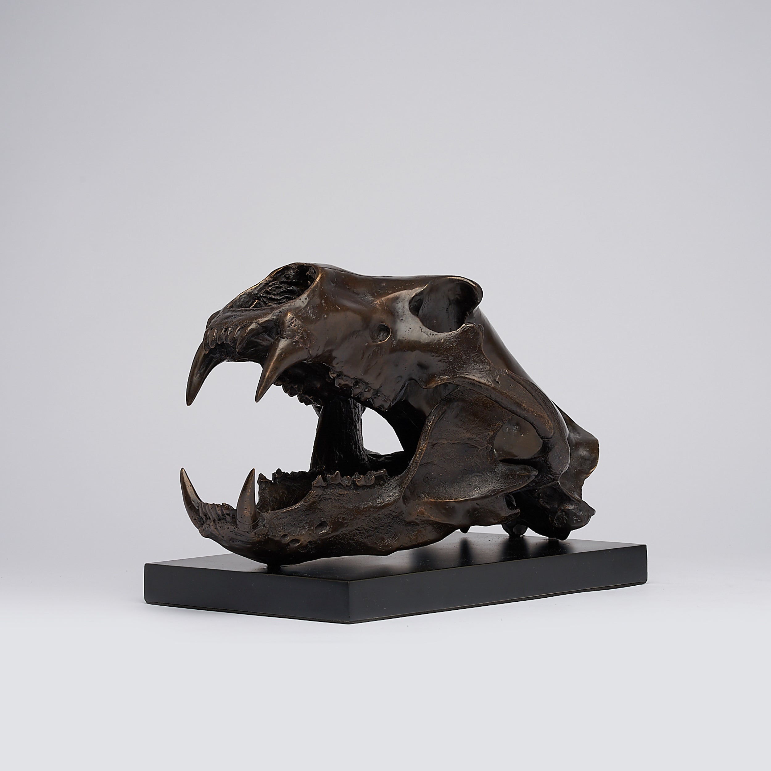 Polar Bear Skull Brown on a Base