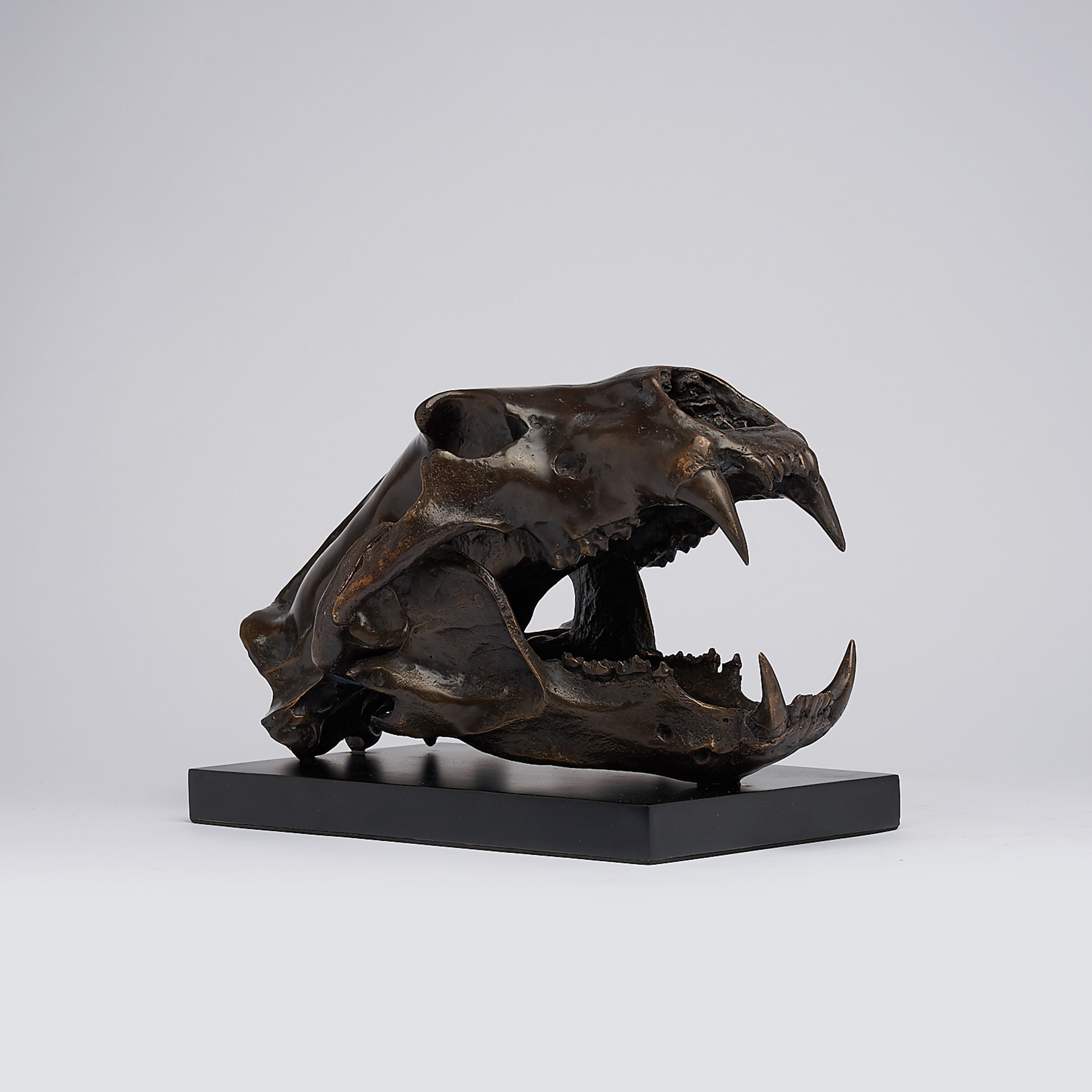 Polar Bear Skull Brown on a Base