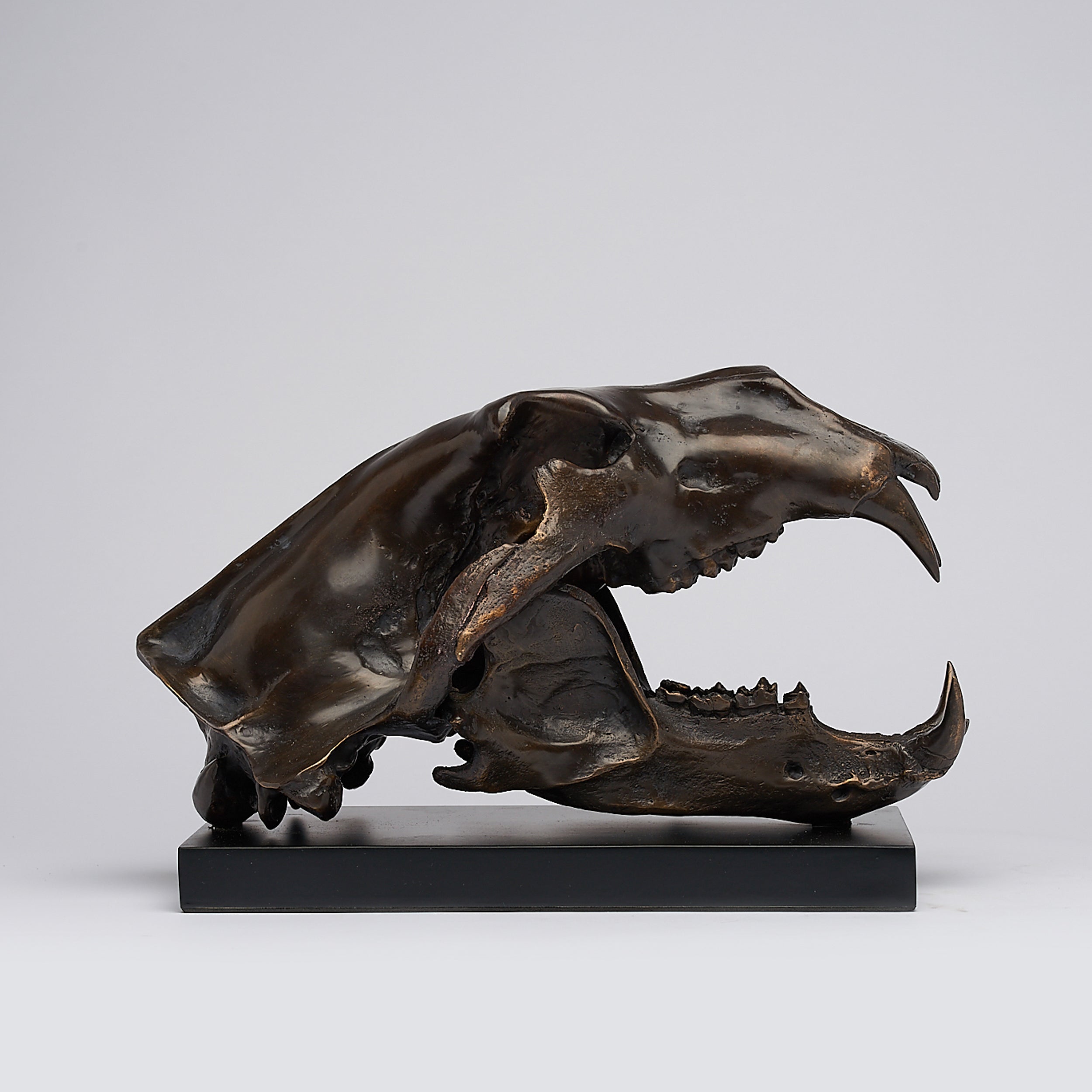 Polar Bear Skull Brown on a Base