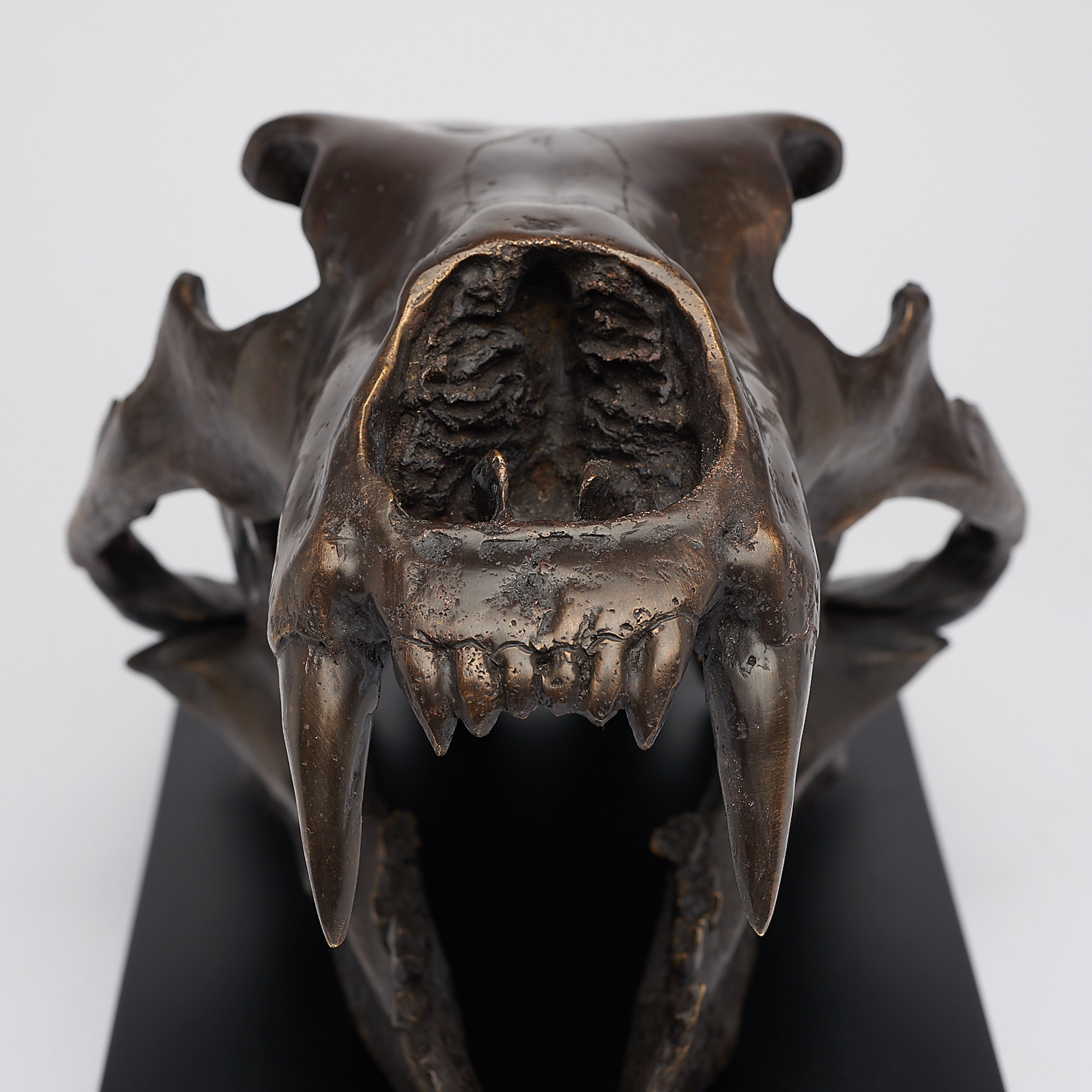 Polar Bear Skull Brown on a Base