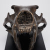 Polar Bear Skull Brown on a Base