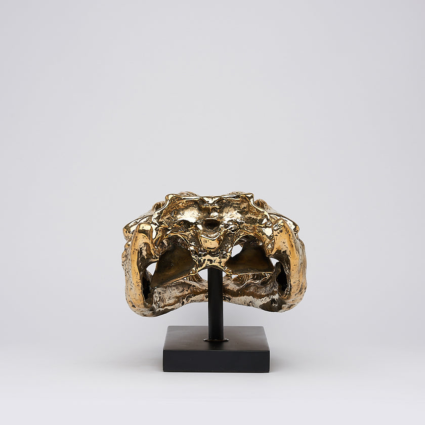 Crocodile Skull Saltwater Polished Bronze- Extra Large