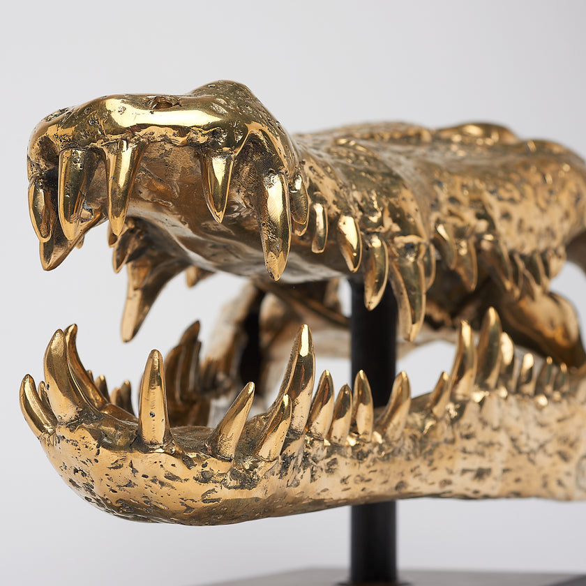 Crocodile Skull Saltwater Polished Bronze- Extra Large