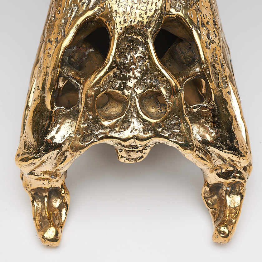 Crocodile Skull Saltwater Polished Bronze- Extra Large