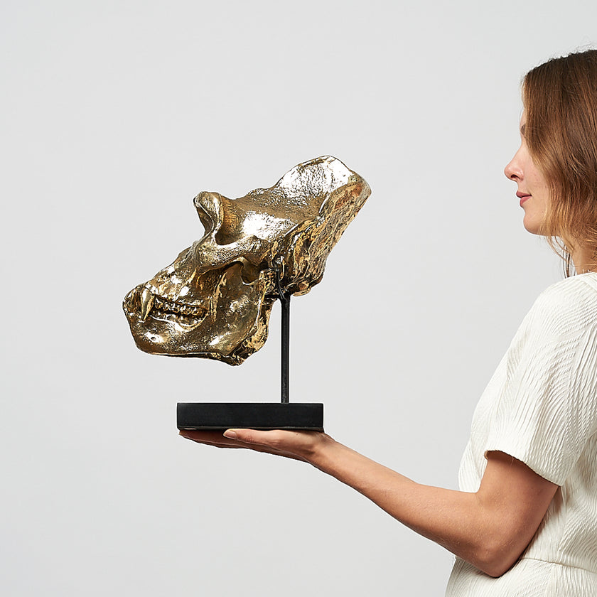 Gorilla Skull Western Lowland Polished Thin Stand