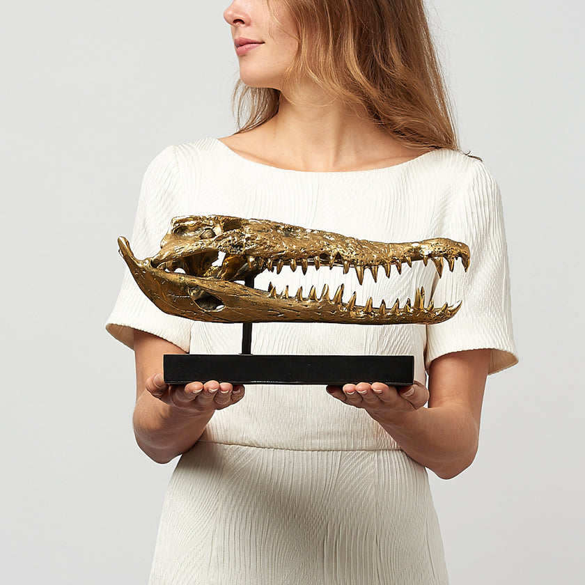 Crocodile Skull Saltwater Polished Bronze - Medium