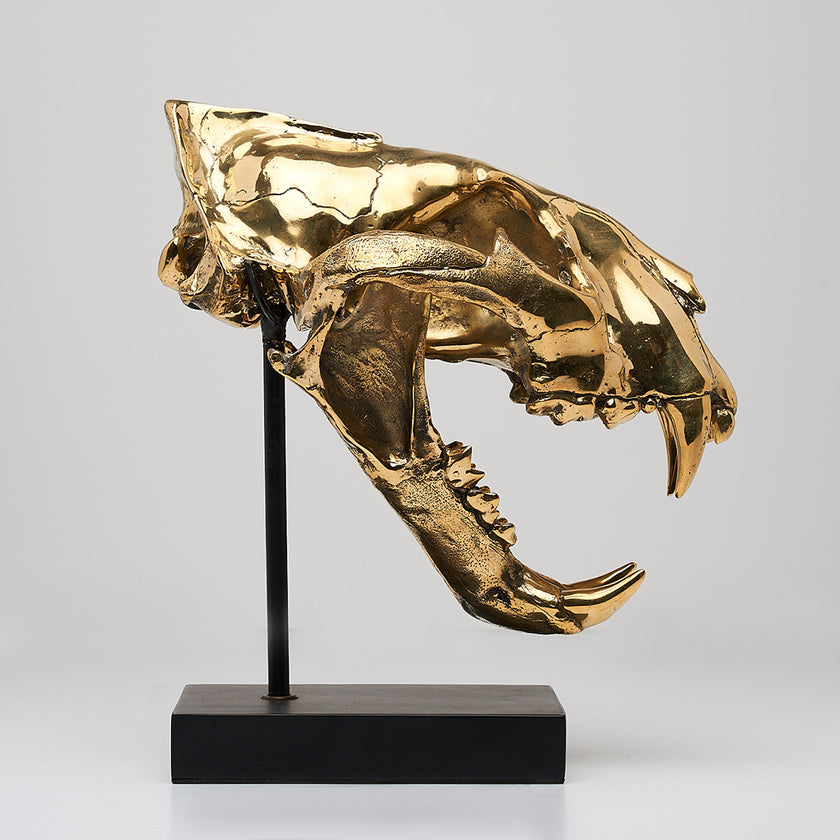 Tiger Skull Sumatran Polished Bronze