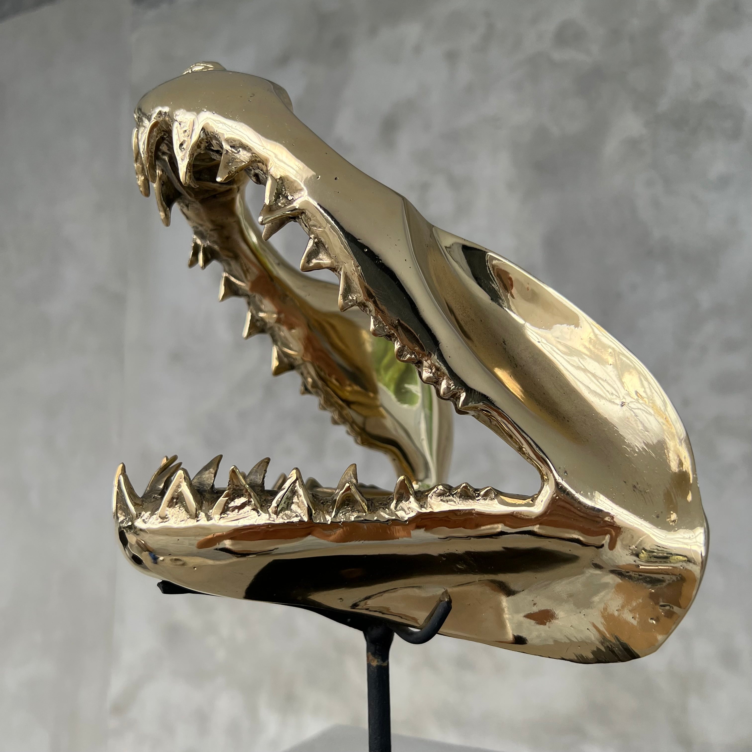 Shark Mako Jaw Polished Bronze - Medium