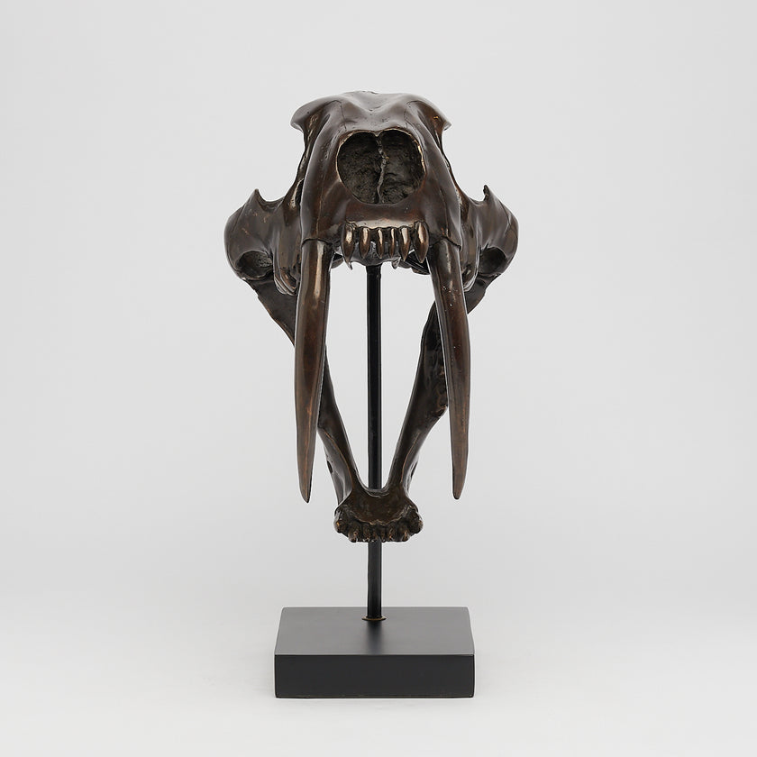 Tiger Saber Tooth Brown Bronze - Large