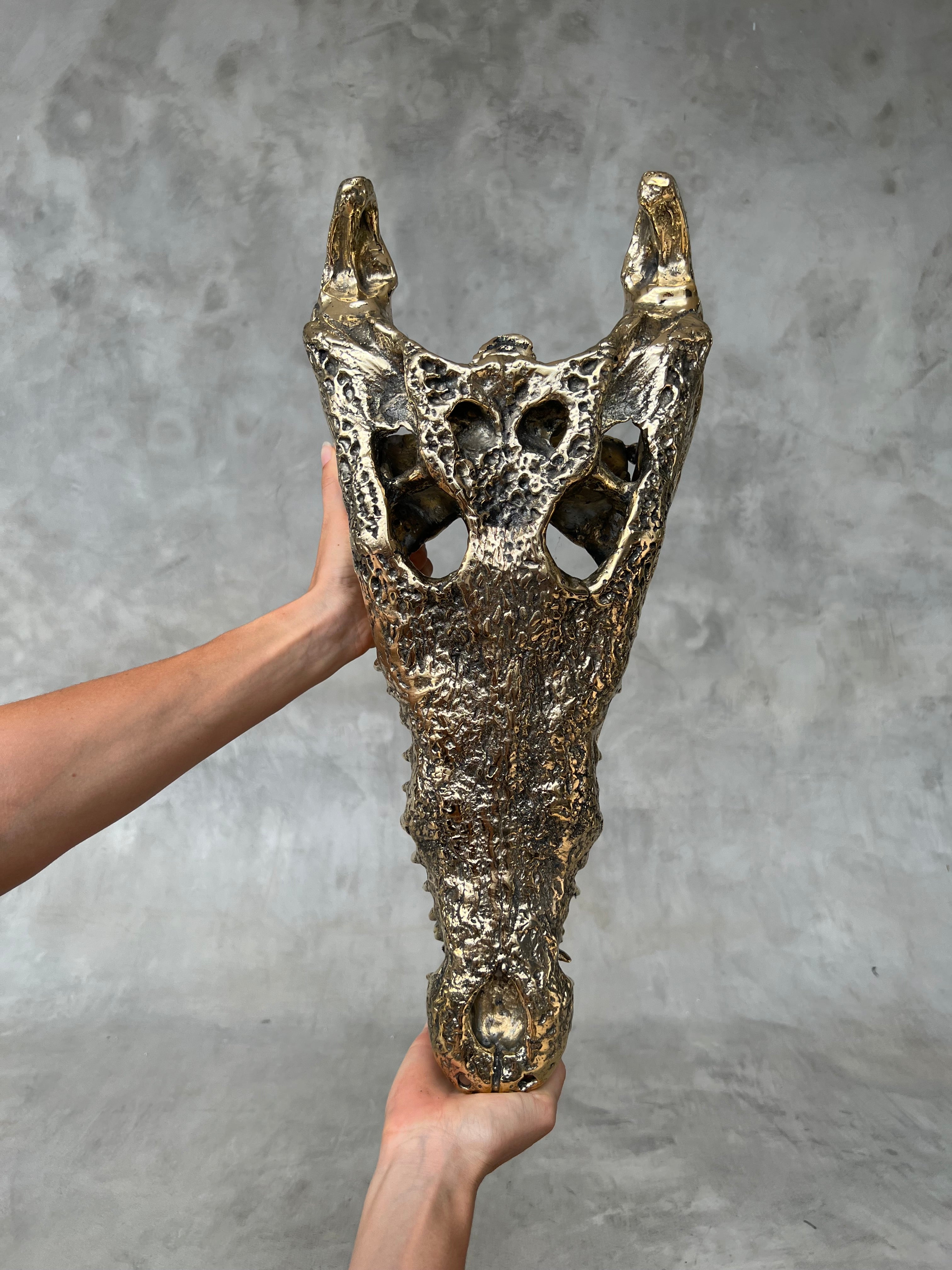 Crocodile Skull without Base Polished Bronze Large