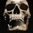 Human Skull on Stand Brown - RS032