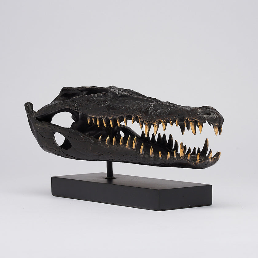 Crocodile Skull Saltwater Brown with Polished Teeth