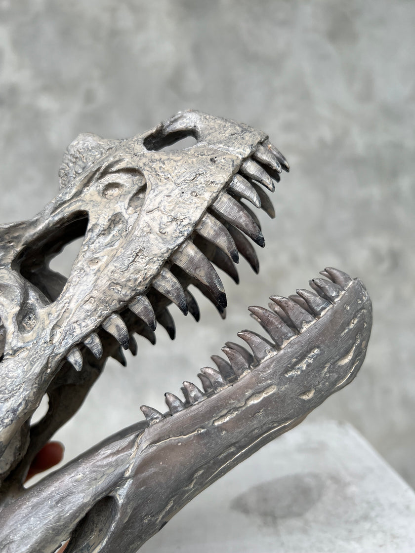 Ceratosaurus Grey - RS009