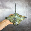 Manta Ray Patinated Bronze - S