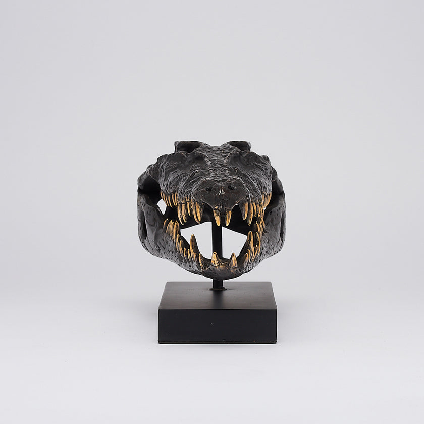 Crocodile Skull Saltwater Brown with Polished Teeth
