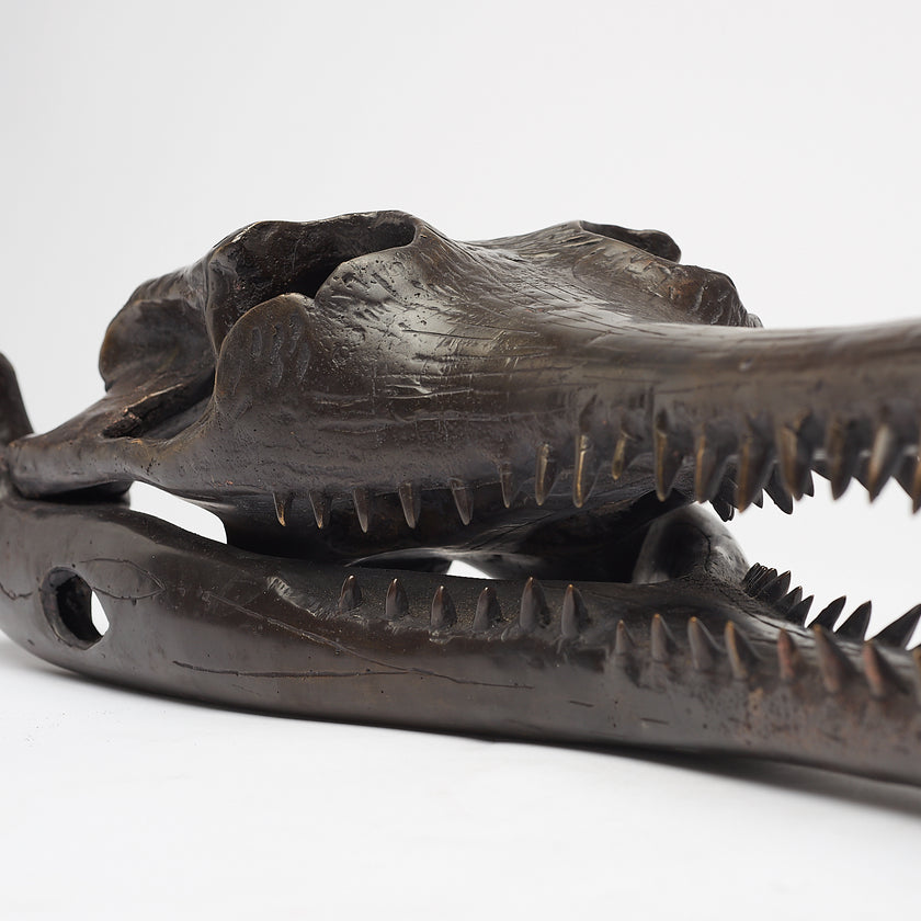 Gharial Skull 60 cm - Large Brown