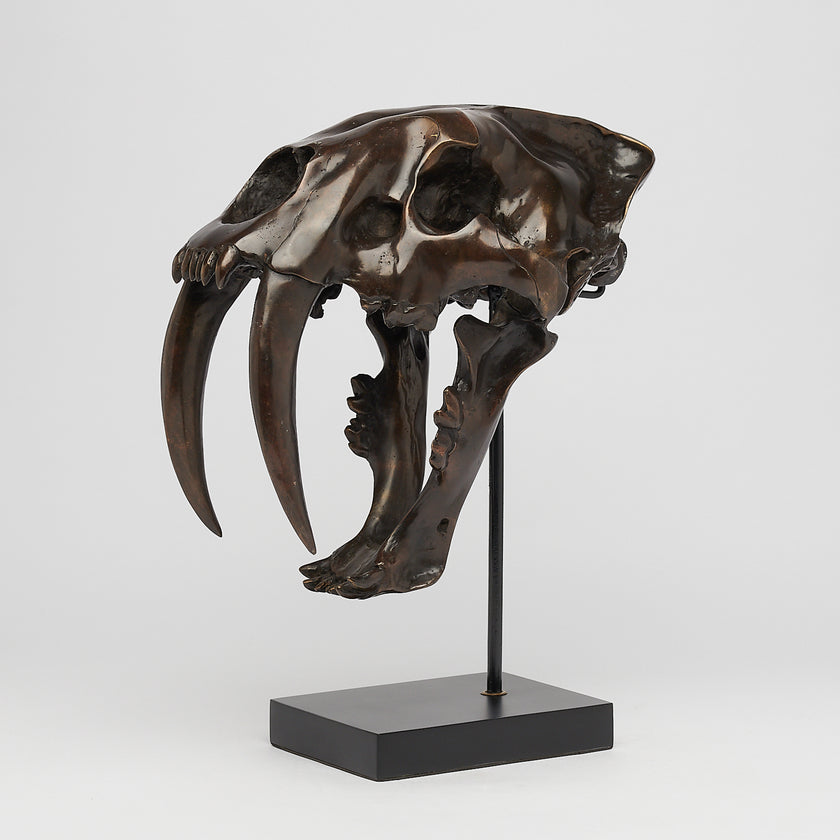 Tiger Saber Tooth Brown Bronze - Large