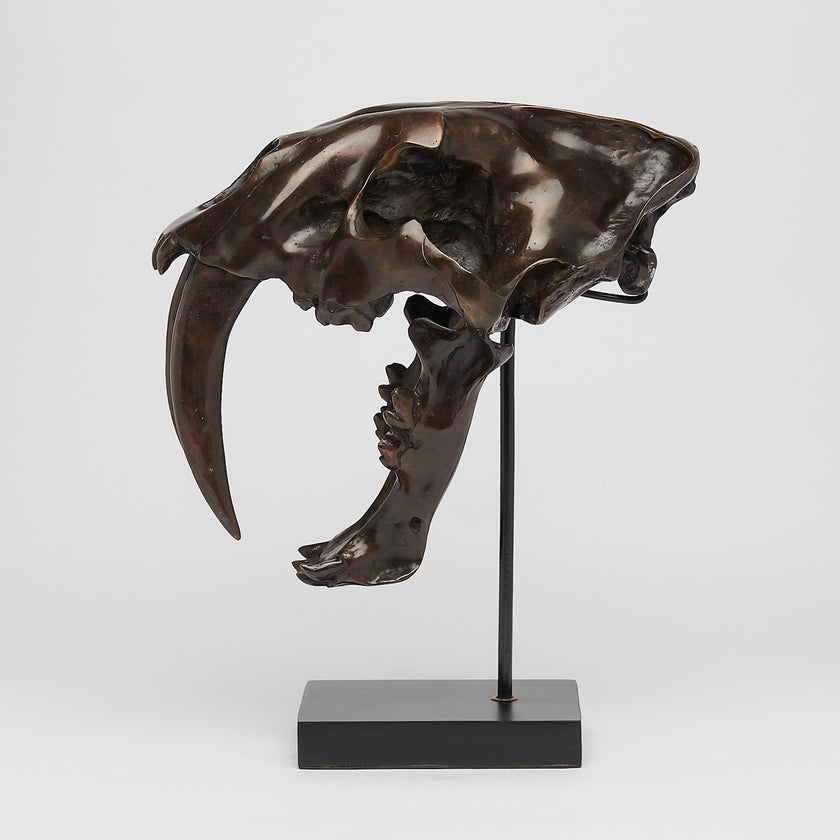 Tiger Saber Tooth Brown Bronze - Large