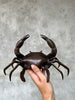 Crab Brown Bronze - S