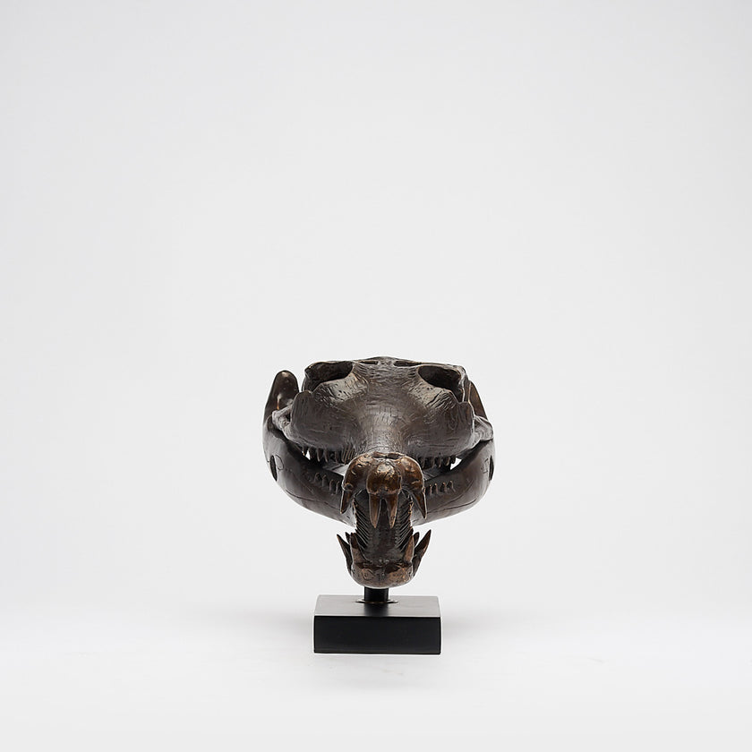 Gharial Skull 60 cm - Large Brown