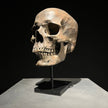 Human Skull on Stand Brown - RS032