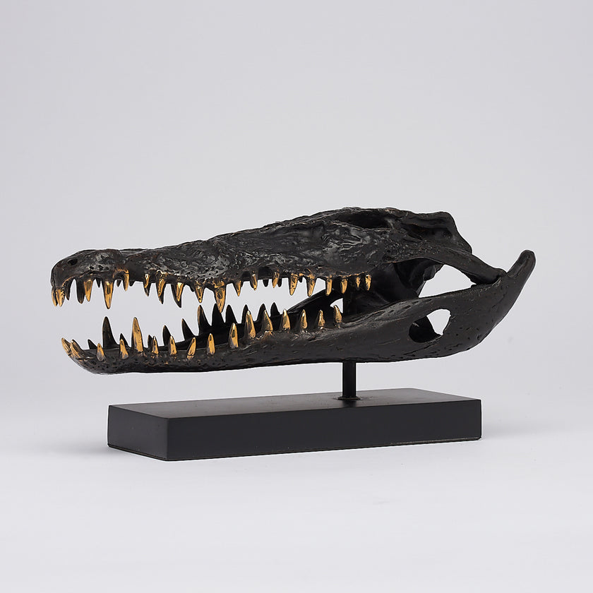 Crocodile Skull Saltwater Brown with Polished Teeth