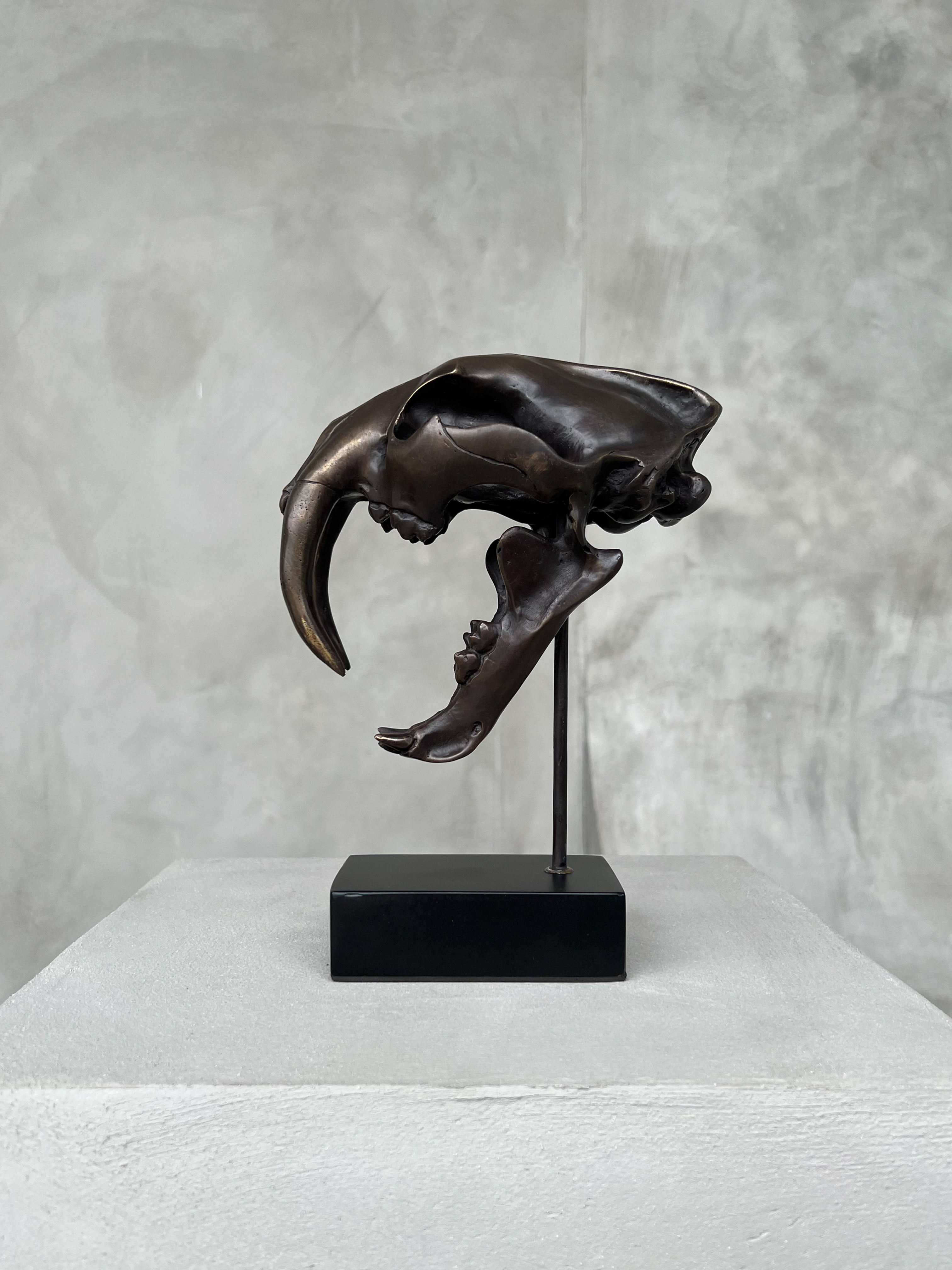 Saber Tooth TIger Bronze Small