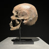 Human Skull on Stand Brown - RS032