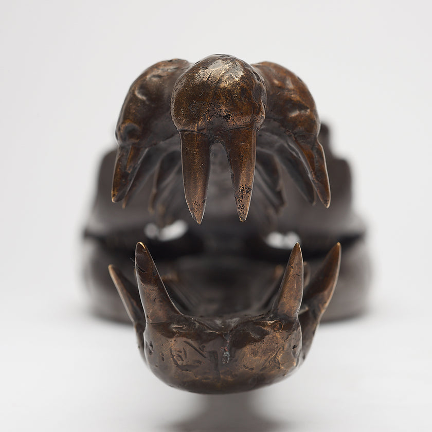 Gharial Skull 60 cm - Large Brown