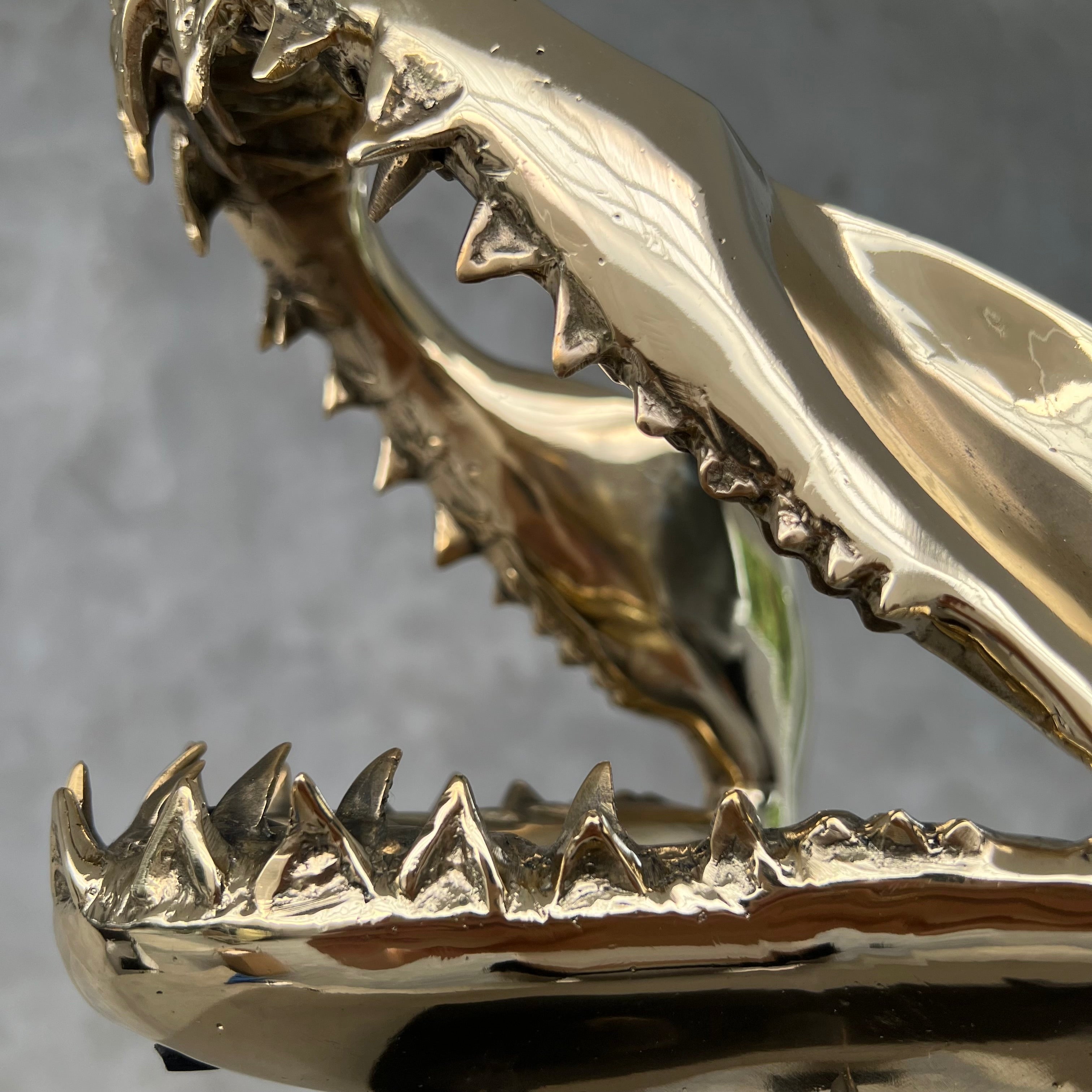 Shark Mako Jaw Polished Bronze - Medium