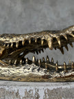 Crocodile Skull without Base Polished Bronze Large