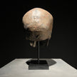 Human Skull on Stand Brown - RS032