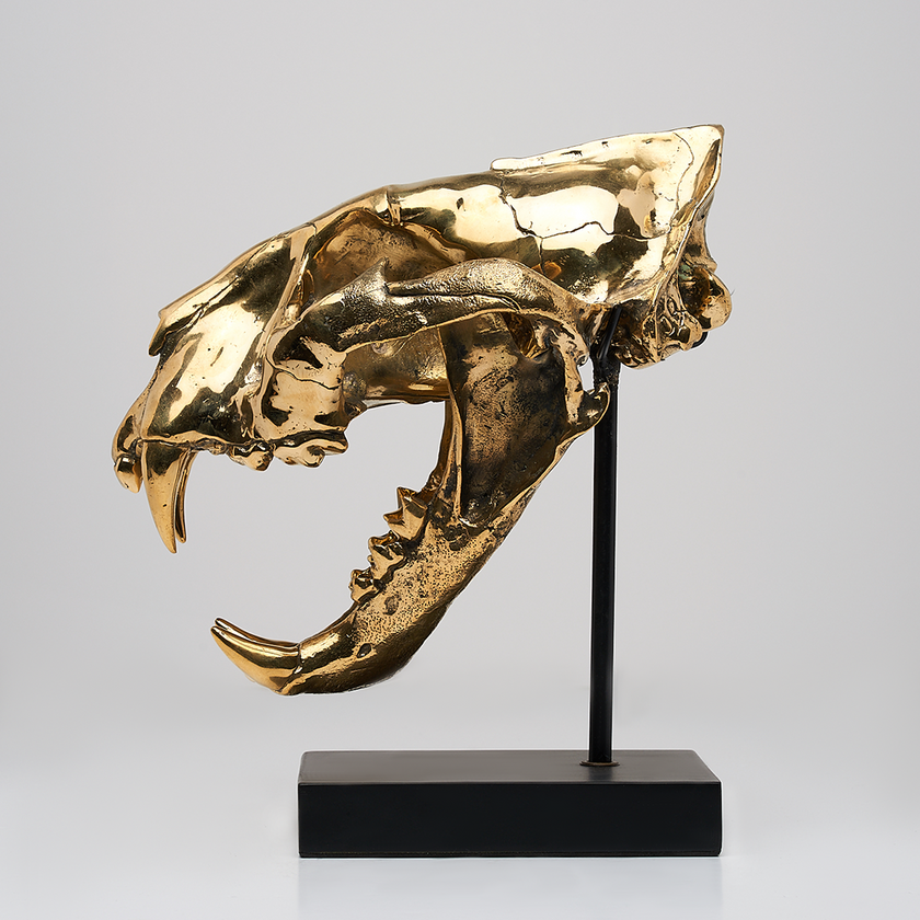 Tiger Skull Sumatran Polished Bronze