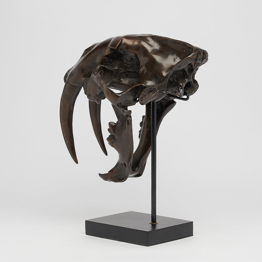 Tiger Saber Tooth Brown Bronze - Large