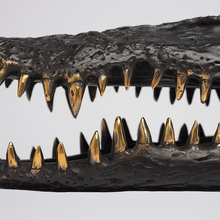 Crocodile Skull Saltwater Brown with Polished Teeth