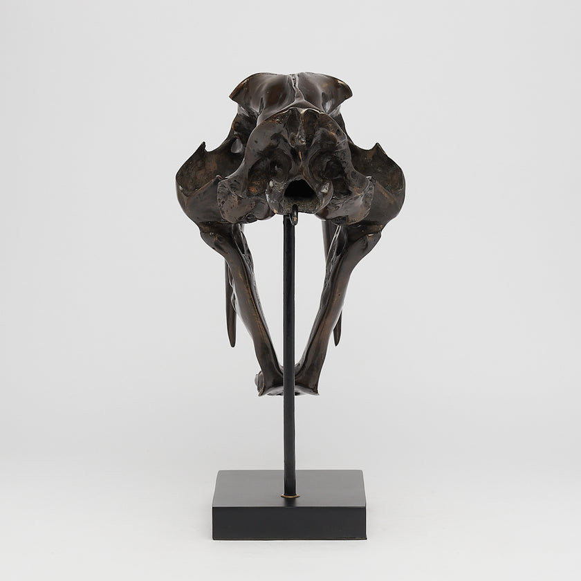 Tiger Saber Tooth Brown Bronze - Large