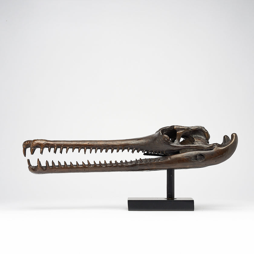 Gharial Skull 60 cm - Large Brown