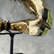 Shark Mako Jaw Polished Bronze - Medium